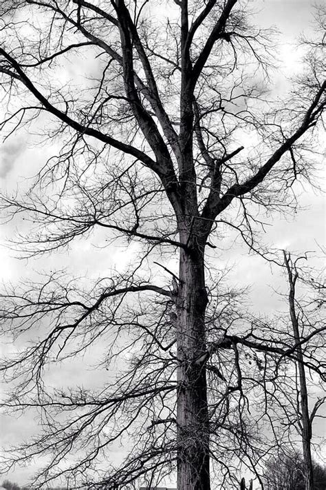 images   photography  pinterest trees black  white tree  lakes
