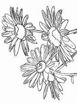 Daisy Coloring Pages Flower Color Flowers Print Printable Recommended sketch template