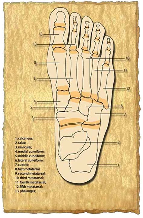 foot anatomy hampstead chiropody