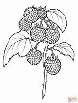 Printable Outline Supercoloring Raspberries sketch template