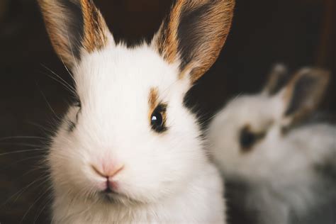 cute rabbits royalty  stock photo