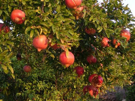 12 delicious fruit trees for the bay area pacific nurseries