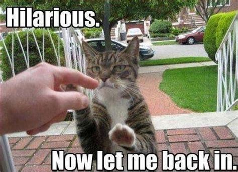 55 Funniest Cat Memes Ever Will Make You Laugh Right Meow