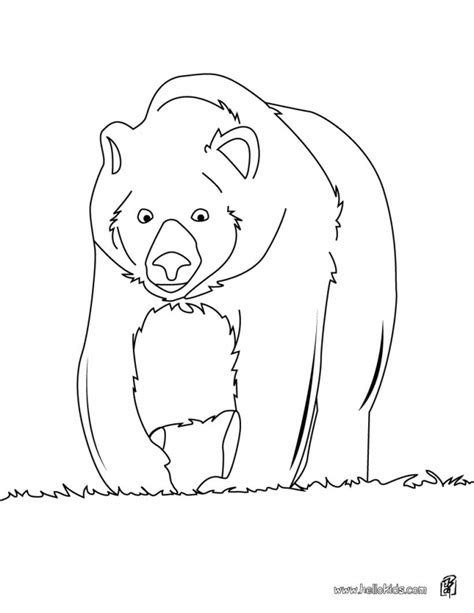 bear coloring pages  toddlers