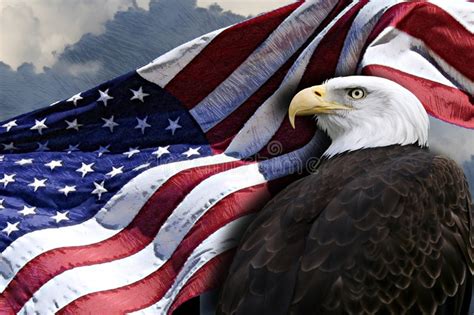 american flag and eagle stock image image of eagle stars