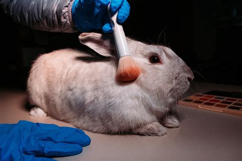animal testing story