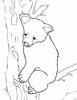 Bear Coloring Cub Brown Categories Bears sketch template