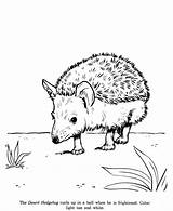 Hedgehog Coloring Drawing Pages Animal Drawings Kids Colouring Animals Hedgehogs Books Honkingdonkey Printable Sheets Wild Identification Back Sketches Line Adult sketch template