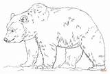 Bear Grizzly Coloring Pages Realistic Printable Drawing Color Print Bears Patterns Polar Adult Drawings sketch template