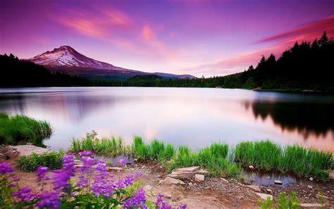landscape  mountain lake  flowers wallpapers wallpaper cave