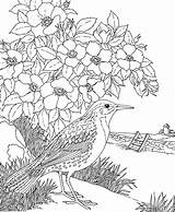 Colorir Secreto Natureza Meadowlark Prairie Atividades Pintura Paisagens sketch template