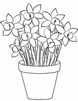 Narzissen Osterglocken Daffodils Narzisse Narcisos Malvorlagen Blumentopf sketch template