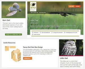 project owl bto british trust  ornithology