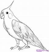 Draw Cockatiel Bird Drawing Birds Coloring Drawings Easy Animal Step Realistic Pages Animals Sketch Pencil Google Simple Sketches Cartoon Parrot sketch template