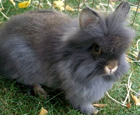 lionhead rabbit doe wwwthebigwranchcom   wwwthebig flickr