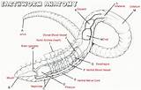 Earthworm Diagram Anatomy Worm Dissection Biology Key Labeling Earthworms Worksheets Parts Drawing Internal Label Worksheet Science Answer Roro Asmoro 99worksheets sketch template