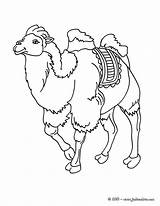 Chameau Colorier Coloriages Hellokids Camelo Chamelle Camel Concernant Chameaux Camelos Bactrian Greatestcoloringbook Camels sketch template