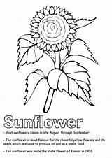 Sunflower Girassol Parentune Jente Vakre Lille Sunflowers sketch template