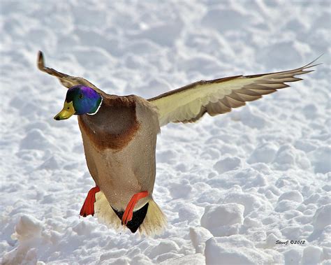 duck landing photograph  stephen johnson