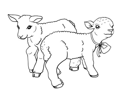 lamb coloring page animal coloring pages  coloring pages