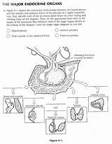 Endocrine Glands Worksheeto sketch template