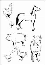 Farm Coloring Animal Pages Animals Printable Kids Preschool Colouring Print Worksheets Horse Baby Printables Real Barn Realistic Hidden Sheets Board sketch template