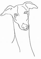Greyhound Face Coloring Pages Animals Sketch Template sketch template