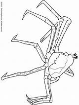 Spider Crab Japanese Giant Coloring Pages Colouring sketch template