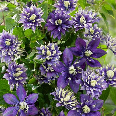 double dark purple clematis bloom climbing plumeria perennial  flower