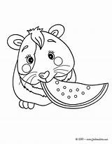Cochon Guinea Inde Hamster Meerschweinchen Cuy Ausmalbilder Pigs Enano Campbell Coloriages Malvorlagen Boca Toca Coloringhome Hellokids Yodibujo Mascotas Coloriage204 Colorir sketch template