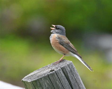 burung bernyanyi apakah kurang lebih sama  manusia