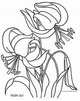 Lily Qisforquilter Stargazer Lilies Brod Munk 1951 sketch template