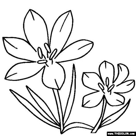 flower coloring pages   coloring pages  kids flower