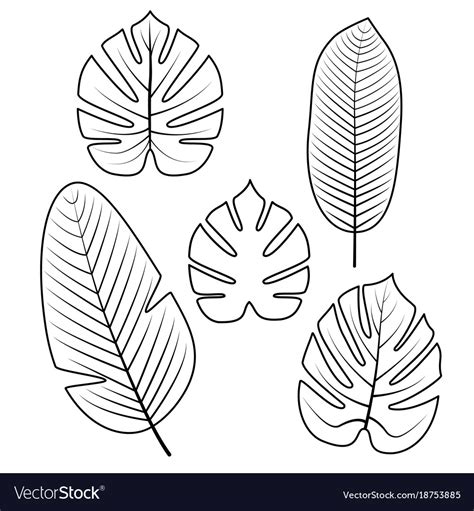 tropical leaves collection royalty  vector image