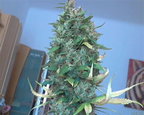 strain gallery wild thailand world of seeds bank pic