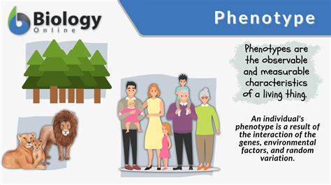 phenotype definition and examples biology online dictionary