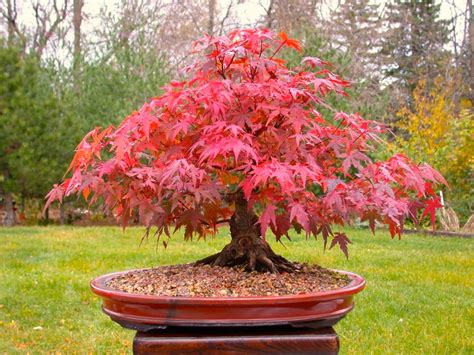 bonsai seeds japanese red maple tree grow   tree