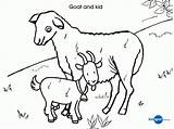 Goat Baby Farm Coloring Animal Pages Template Outline Kid Colouring Cow Cute Drawing Printable Templates Print Color Getcolorings Getdrawings Coloringhome sketch template