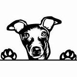 Whippet Greyhound Dog Silhouette Breed sketch template