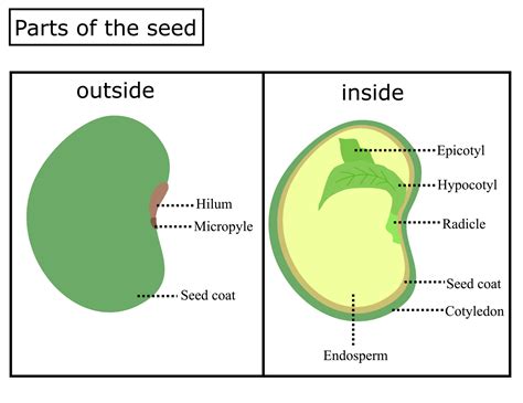 anatomy   seedinside     seedinfographc vector illustration  vector