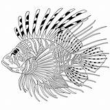Lionfish Zebrafish Zentangle Stylized Volitans Pterois Adults Antistress Designlooter Freehan Drawn sketch template