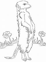 Meerkat Coloring Pages Colouring Drawing Printable Meerkats Flowers Print Color Animals Drawings Getdrawings Sheets Categories sketch template