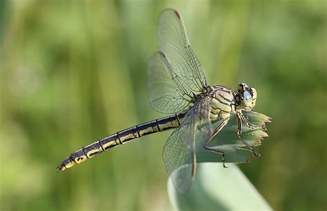 westliche keiljungfer gomphus pulchellus deutschlands natur