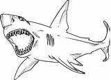 Jaws Shark Coloring Pages Great Kids Colouring Color Print Sketch Wide Open Its Gret Wiet sketch template