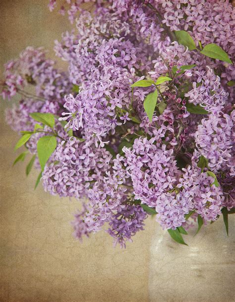 vintage lilac photograph  cheryl davis