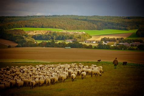 shepherd leads  sheep admirer blipfoto