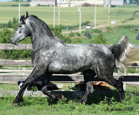 friesian sporthorse irish sport horse grey horse american warmblood