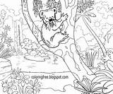 Koala Eucalyptus Koalas sketch template