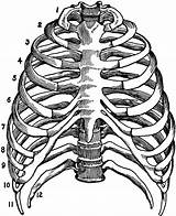 Thorax Skeleton Anatomia Costillas Rib Ribs Esqueleto Humano Huesos Cuerpo Usf sketch template