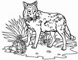 Loup Coloriage 1001animaux Bestappsforkids Imprimer Roxanne Therecipeworld sketch template